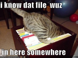 funny-pictures-cat-searches-for-a-file